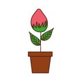 Potted flower natural bulb growth plant decoration