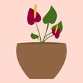 Potted flower plant Royalty Free Stock Photo