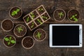 Potted flower seedlings in biodegradable peat moss pots. Top view of seedlings and blank screen digital tablet. Royalty Free Stock Photo