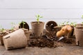 Potted flower seedlings growing in biodegradable peat moss pots on wooden background with copy space. Zero waste, recycling. Royalty Free Stock Photo