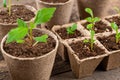 Potted flower seedlings growing in biodegradable peat moss pots on wooden background. Zero waste, recycling, plastic free. Royalty Free Stock Photo