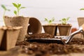 Potted flower seedlings growing in biodegradable peat moss pots. Zero waste, recycling, plastic free concept. Royalty Free Stock Photo