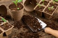 Potted flower seedlings growing in biodegradable peat moss pots. Zero waste, recycling, plastic free concept. Royalty Free Stock Photo