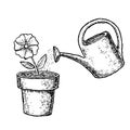 Potted flower and watering
