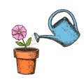 Potted flower and watering