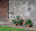 Potted Flowering Geraniums Against a Rustic Stone Wall.