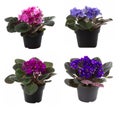 Potted flowers Royalty Free Stock Photo