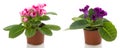 Potted flowers Royalty Free Stock Photo