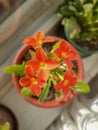 Potted flowers in bloom