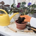 Potted flowers care and home gardening. Indoor flowers replanting. Female hand  flowerpots  plant sprout  soil pile  rake and Royalty Free Stock Photo
