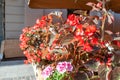 Potted flowers on city street. Red Begonias and pink Geraniums in pot Royalty Free Stock Photo