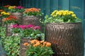 Potted flowers Royalty Free Stock Photo