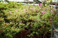 Potted flowers in a greenhouse. Blooming multi-colored flowers