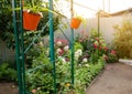 Potted flowers grow in the home garden. Decorations in the form of plants. Hanging pots. Selective focus