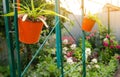 Potted flowers grow in the home garden. Decorations in the form of plants. Hanging pots. Selective focus