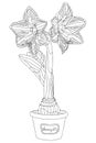 Vector illustration. Hippeastrum in a pot. Bulb, sprout and amaryllis flower. Black outline. Coloring pag