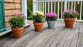Potted flowers on old unpainted wooden floor, on veranda in spring. Decorating house with colorful blooming decorative flowers