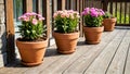 Potted flowers on old unpainted wooden floor, on veranda in spring. Decorating house with colorful blooming decorative flowers