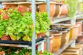 Potted flowers on shelves in garden shop Royalty Free Stock Photo