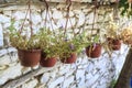 Potted flowers on the wall in street of sirince village in Izmir Royalty Free Stock Photo