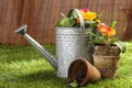 Potted flowers and a watering can Royalty Free Stock Photo