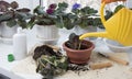 Potted flowers, watering can and fertilizer on windowsill. Female hands watering plants in room. Indoor flowers care and home Royalty Free Stock Photo