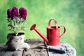 Potted flowers, watering can, tools on wood table Royalty Free Stock Photo