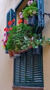 Potted flowers on the window for home decoration