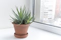 Potted flowers on the windowsill in a pot. Aloe aristata.