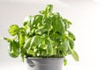 Potted Fresh Basil Herb Plant