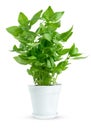 Potted fresh green basil isolated on white background with clipping path.