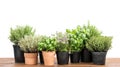 Potted fresh green herbs wooden kitchen table