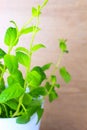 Potted fresh green Mint