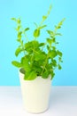 Potted fresh green Mint