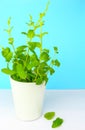 Potted fresh green Mint