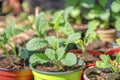 Potted fresh green vegetable plants in San Francisco, California