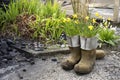 Potted Galoshes