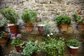 Potted geraniums