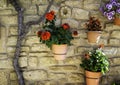 Potted geraniums