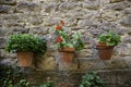 Potted geraniums