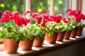 potted geraniums lined up on a sunlit patio