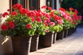 potted geraniums lined up on a sunlit patio