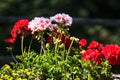 Potted geraniums lit by the sun at midday