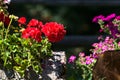 Potted geraniums lit by the sun at midday