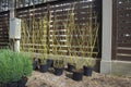 Potted Golden-twig dogwoods (Cornus sericea 'Flaviramea') before planting, Royalty Free Stock Photo