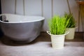 Potted grass decor in the kitchen