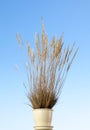 Potted grass tussock Royalty Free Stock Photo