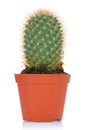 Potted green cactus