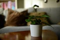 potted green Hemionitis arifolia plant on a coffee table