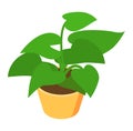 Potted green houseplant in a terracotta pot, isolated on white. Indoor plant and home decoration vector illustration